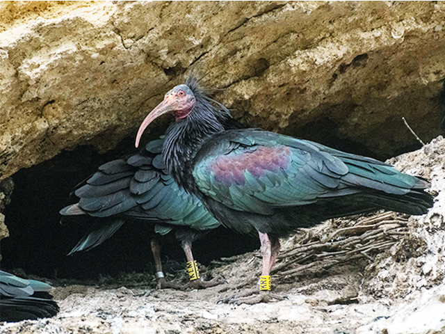 Endangered Northern Bald Ibis by Johnny Wilson